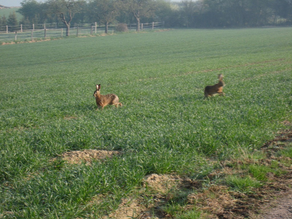 IMG_0484.JPG - Easter Bunnies