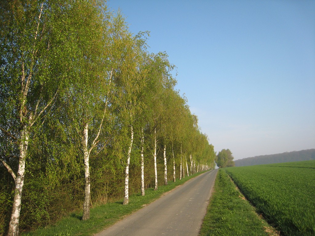 IMG_0497.JPG - Birch Alley near Hof Löwenheck