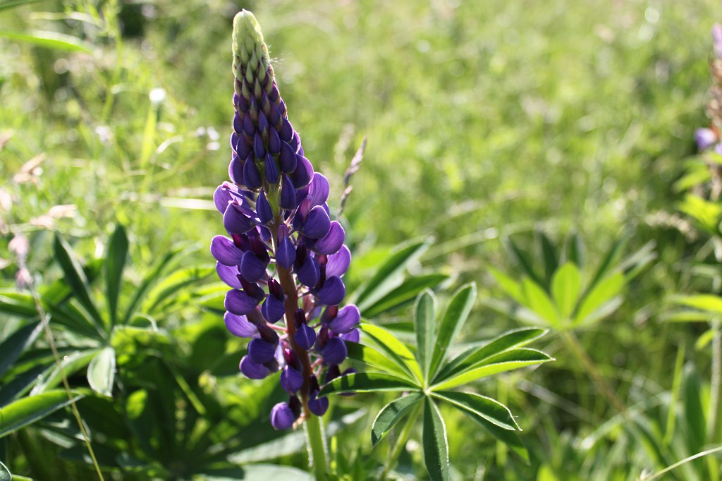 IMG_0256.JPG - Lupins blossoms between Westerfeld and Anspach  with view to Heisterbach bridge