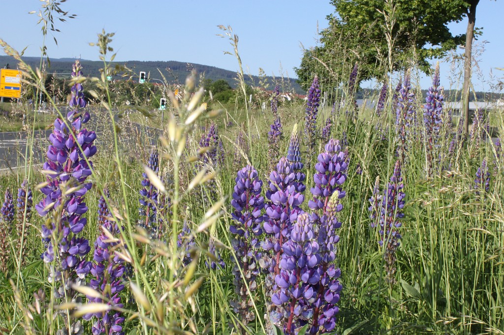 IMG_0258.JPG - Lupins blossoms between Westerfeld and Anspach  with view to Anspach and Feldberg