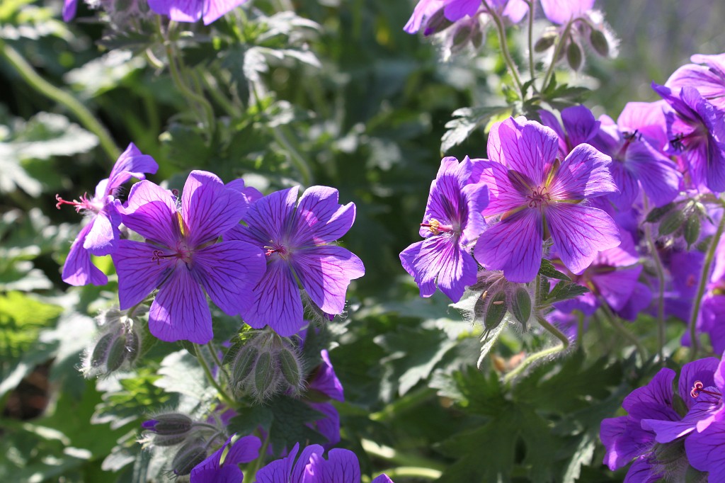 IMG_0267.JPG - Garden flowers blooming