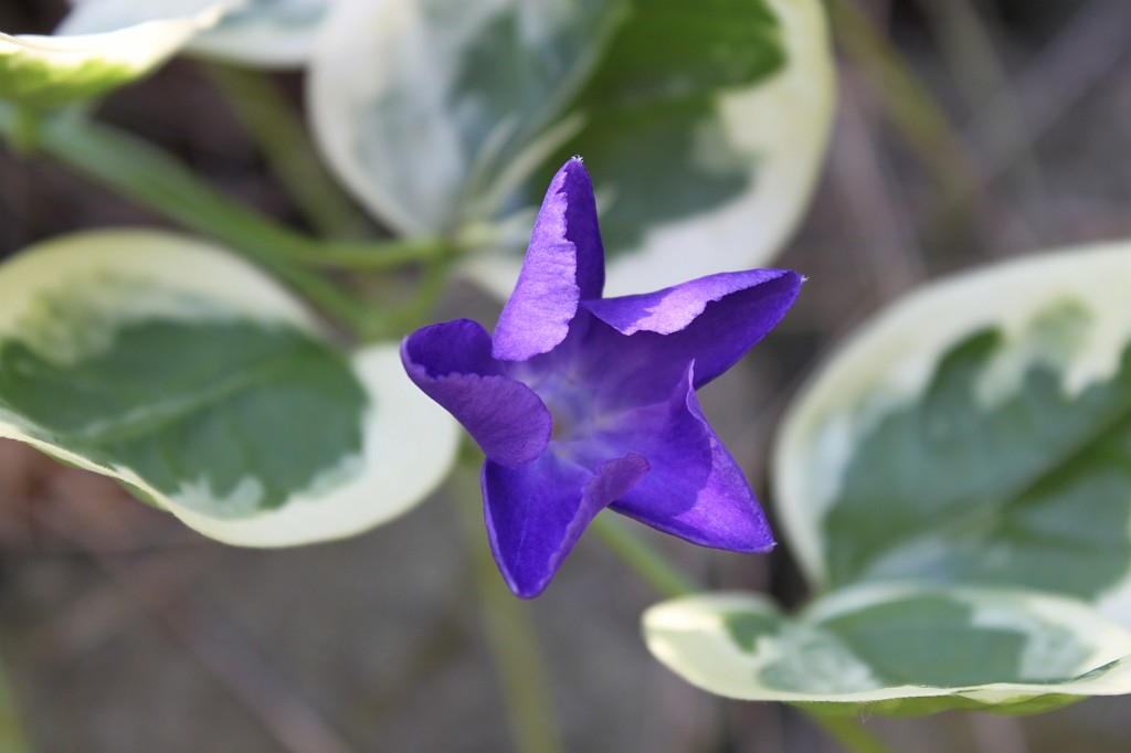 IMG_0269.JPG - It is amazing how fast these blossoms open themselfes. I wanted to take a picture of another blossom the day before, but I was too slow. After half an hour when I was finally ready the blossom was already completely open.