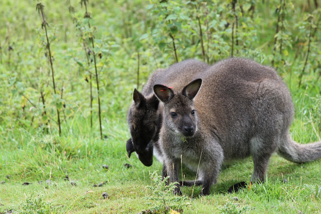 IMG_1022.JPG - Wallabies in Longleat Safari Park  http://en.wikipedia.org/wiki/Wallaby 