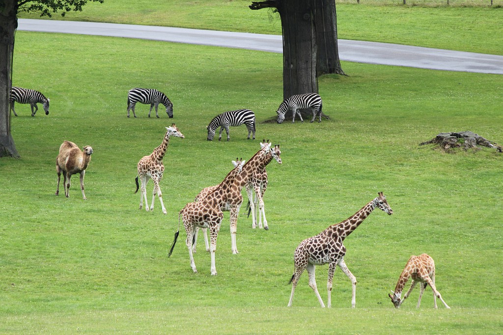 IMG_1024.JPG - Savanna animals in Longleat Safari Park  http://en.wikipedia.org/wiki/Savanna 