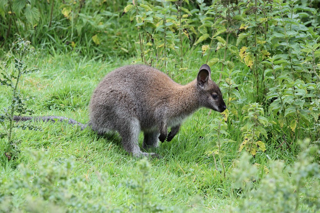IMG_1027.JPG - Relaxing Wallaby in Longleat Safari Park  http://en.wikipedia.org/wiki/Wallaby 