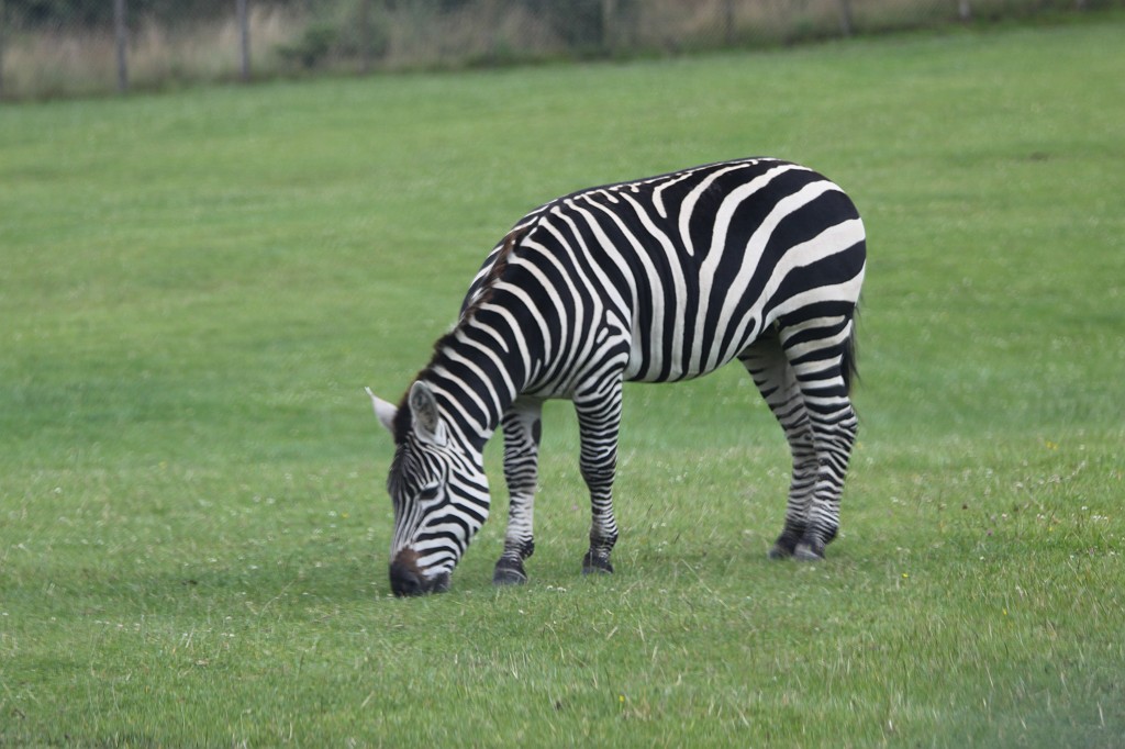 IMG_1039.JPG - Browsing Zebra  http://en.wikipedia.org/wiki/Zebra 