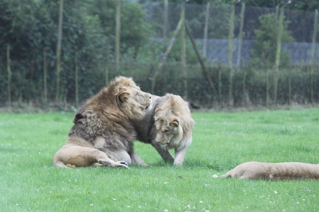 IMG_1109.JPG - Wake up  http://en.wikipedia.org/wiki/Lion 