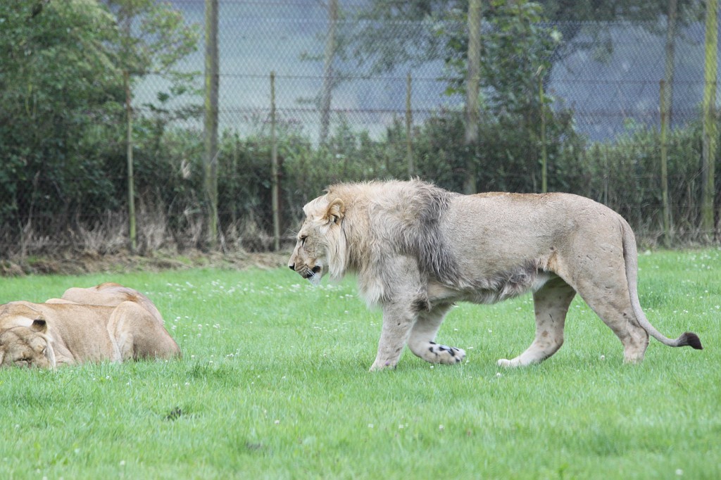 IMG_1110.JPG - Young lion  http://en.wikipedia.org/wiki/Lion 