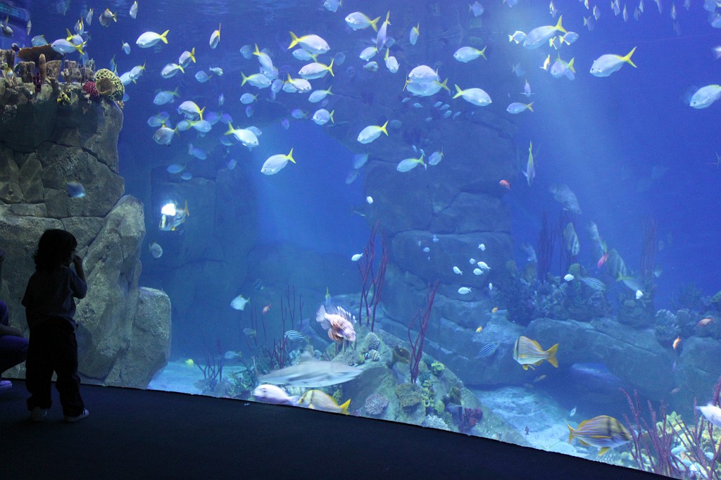 IMG_1272.JPG - Underwater world in Plymouth National Marine Aquarium  http://en.wikipedia.org/wiki/National_Marine_Aquarium%2C_Plymouth 