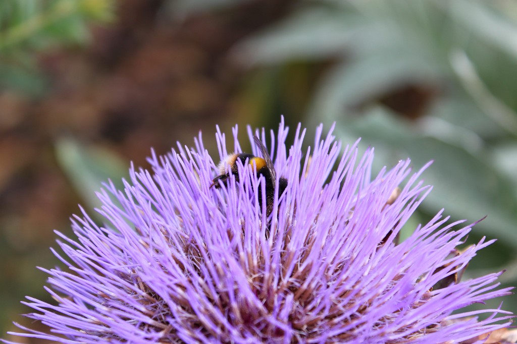 IMG_1377.JPG - Collecting Bee