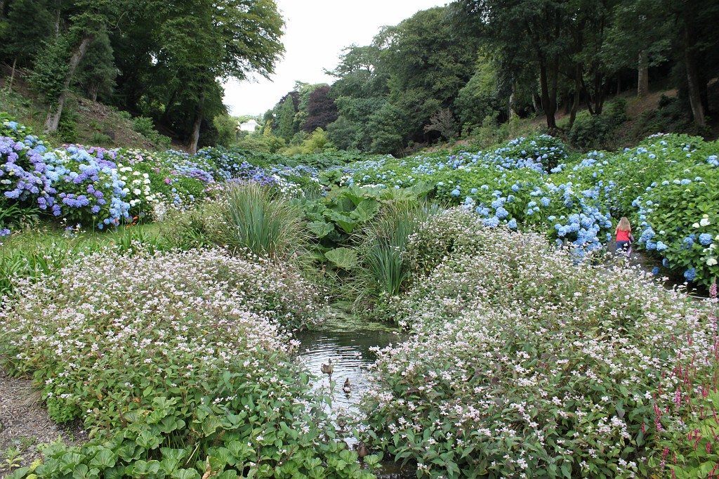 IMG_1619.JPG - Trebah Garden valley view  http://en.wikipedia.org/wiki/Trebah_Gardens 