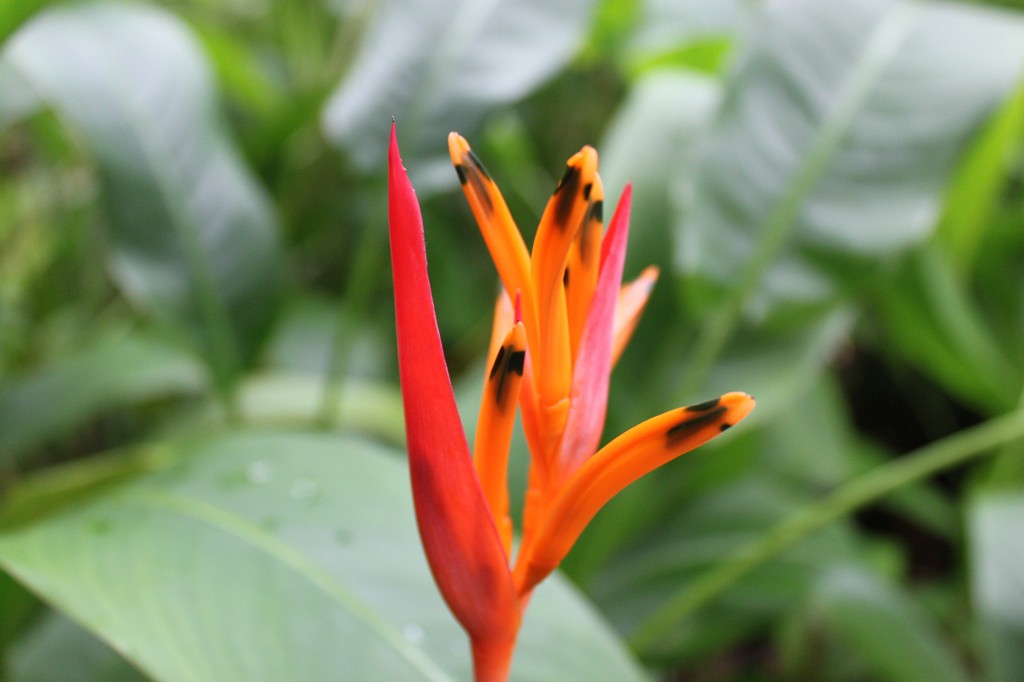 IMG_1800.JPG - Bloom at Eden Project  http://en.wikipedia.org/wiki/Eden_Project 