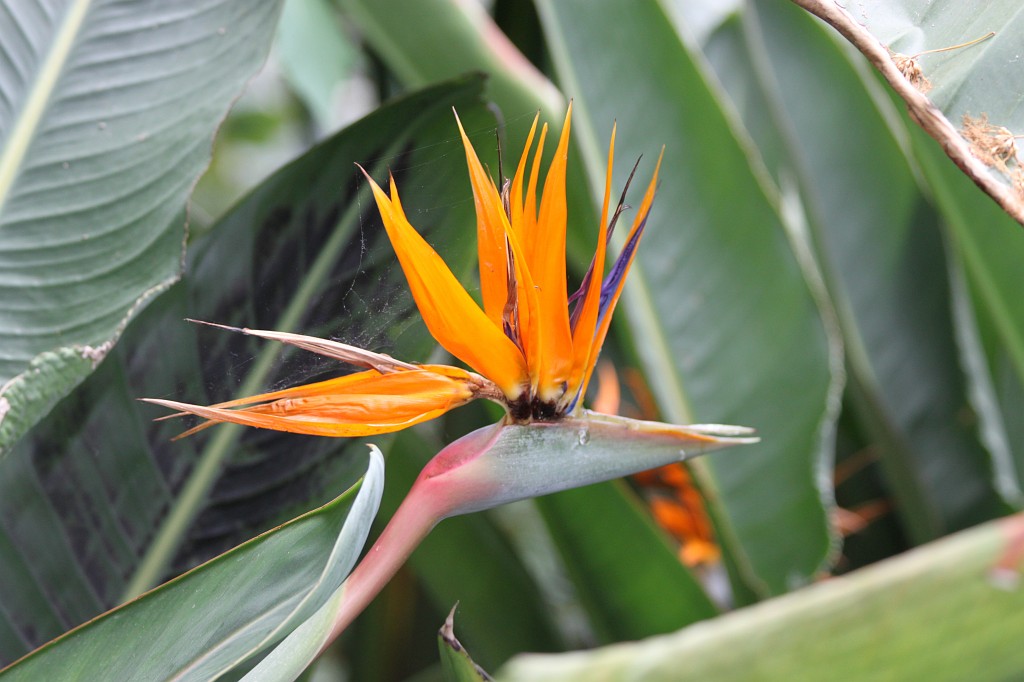 IMG_1820.JPG - Bloom at Eden Project  http://en.wikipedia.org/wiki/Eden_Project 