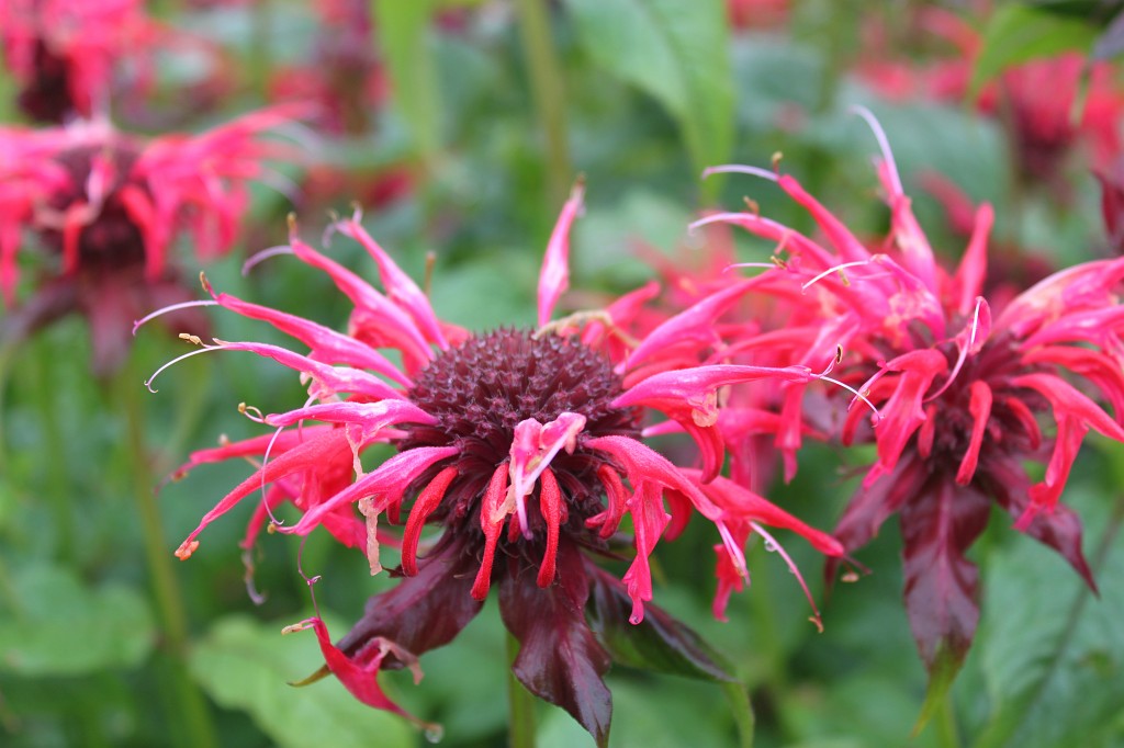 IMG_1849.JPG - Bloom at Eden Project  http://en.wikipedia.org/wiki/Eden_Project 