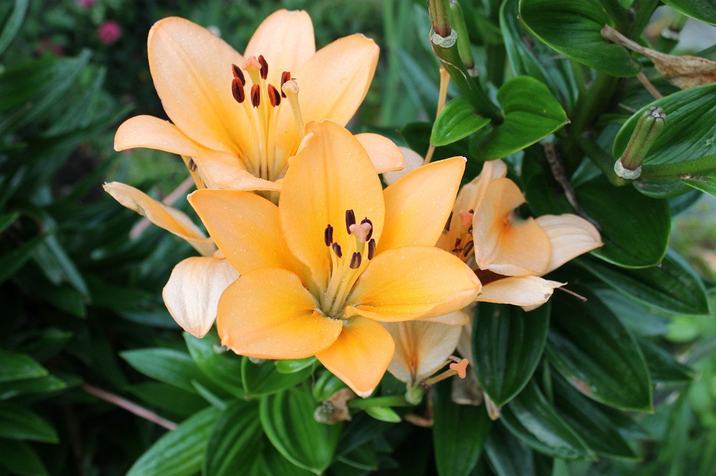 IMG_2009.JPG - Collaven Manor bloom in the garden  http://www.collavenmanor.co.uk/ 