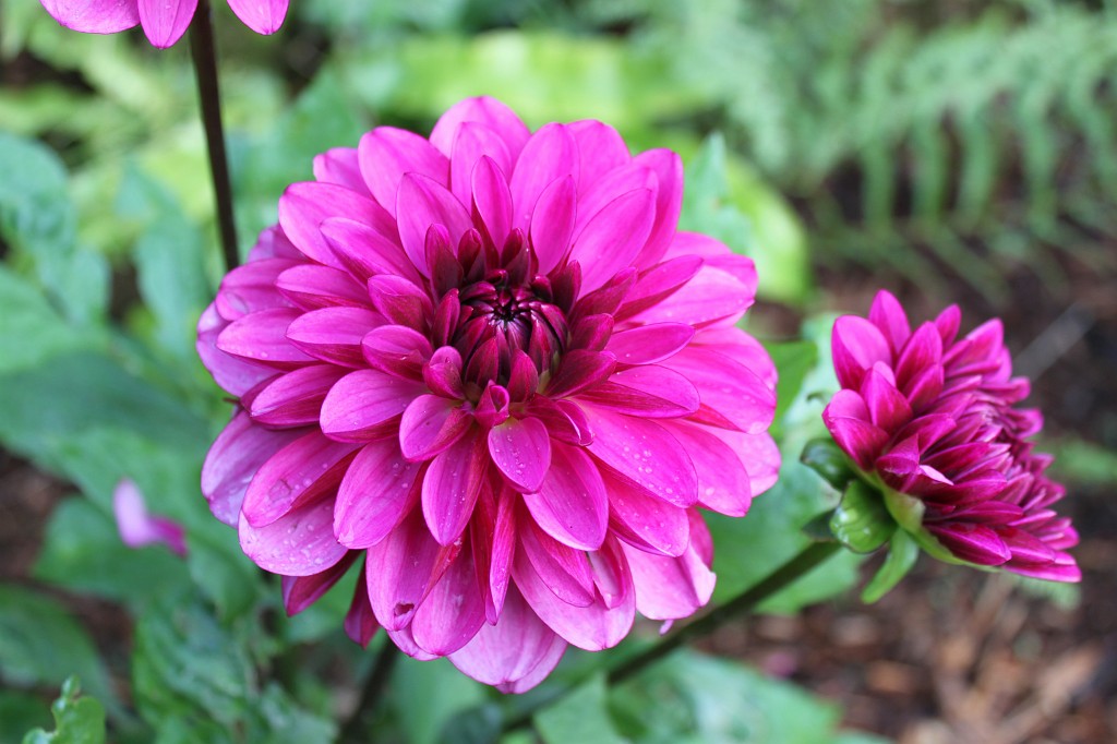 IMG_2024.JPG - Collaven Manor bloom in the garden  http://www.collavenmanor.co.uk/ 