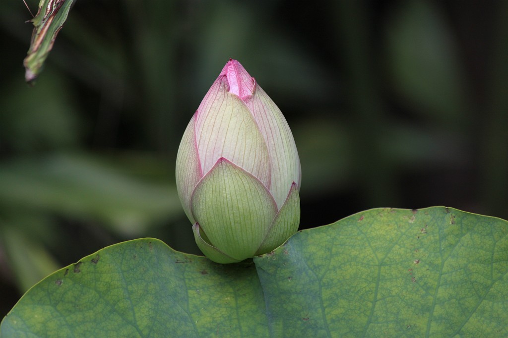 IMG_2667.JPG - Lotus  http://en.wikipedia.org/wiki/Nelumbo 
