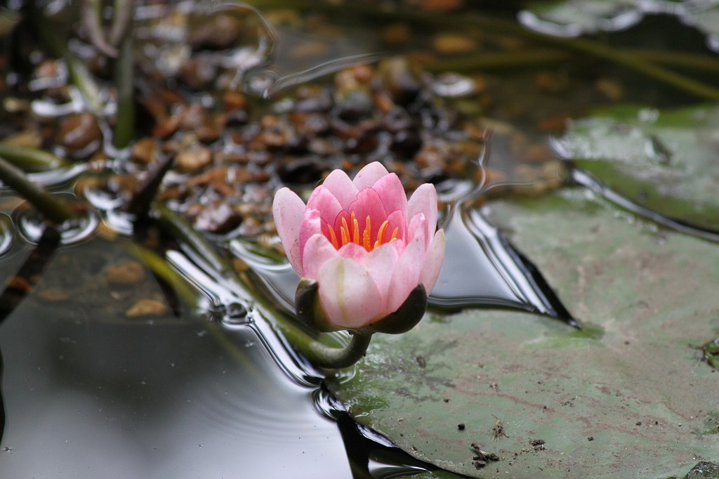 IMG_2669.JPG - Lotus  http://en.wikipedia.org/wiki/Nelumbo 