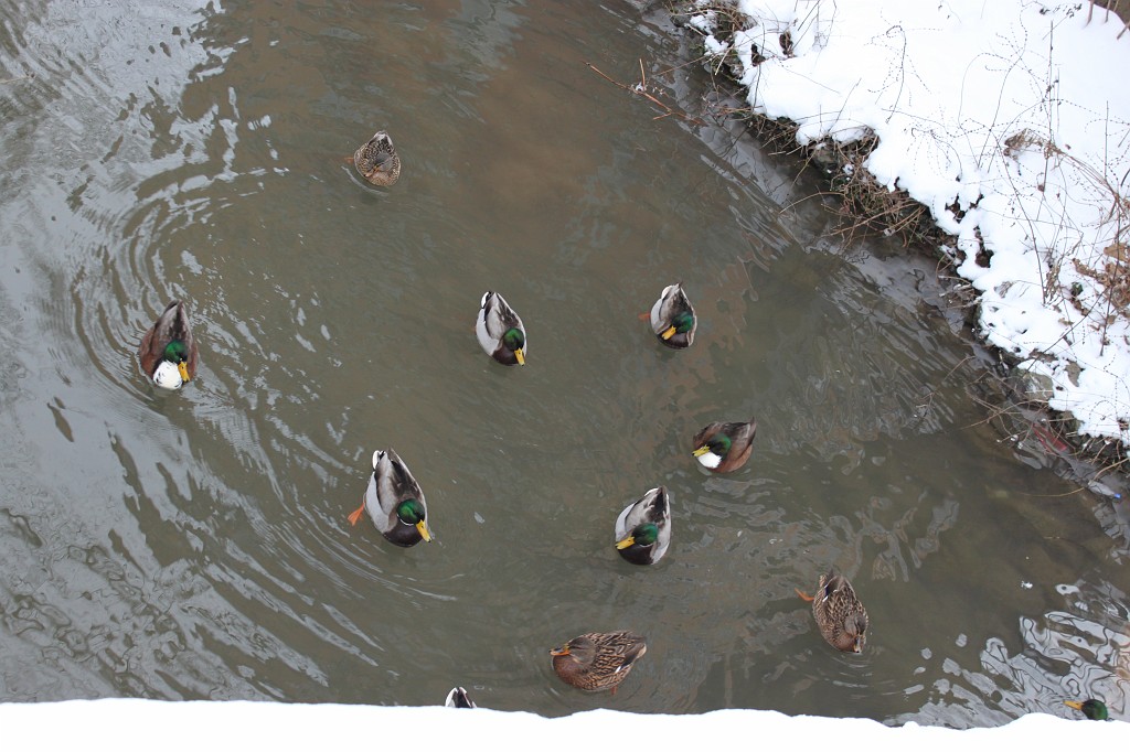 IMG_4362.JPG - Enten auf der Hamel