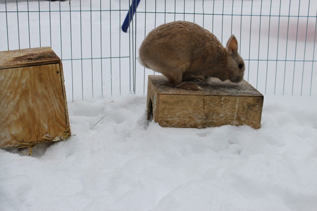 IMG_4400.JPG - Peach im Schnee