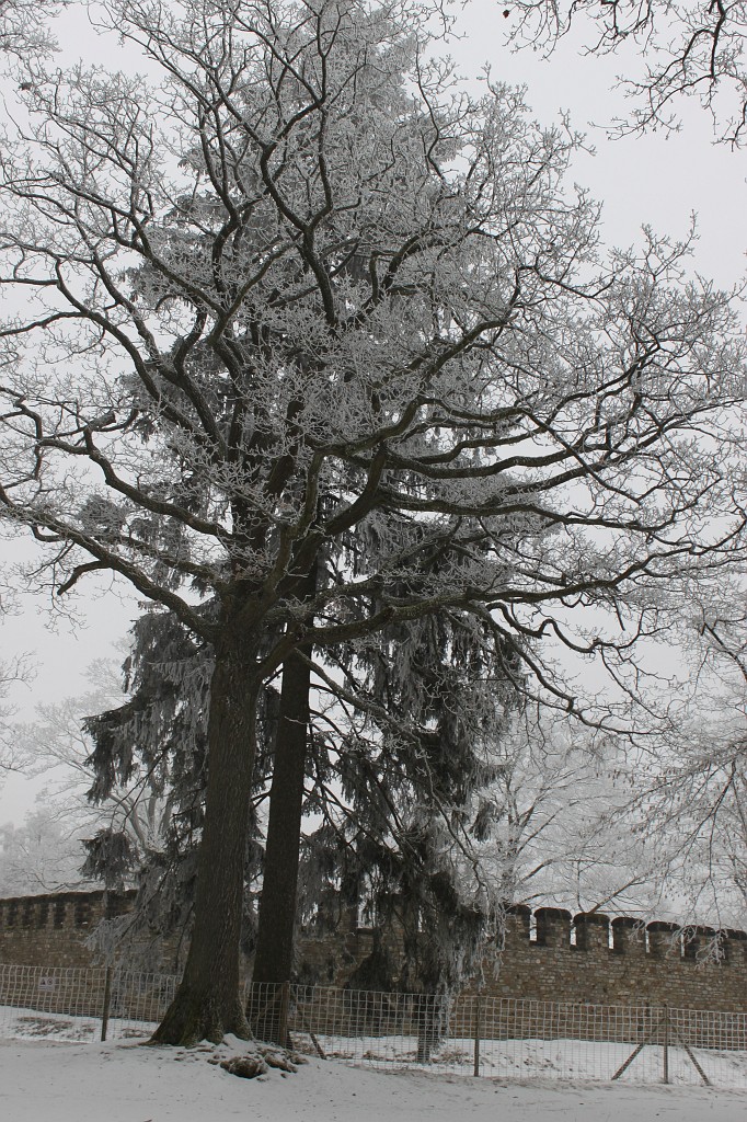 IMG_4446.JPG - Hoar frost around Saalburg