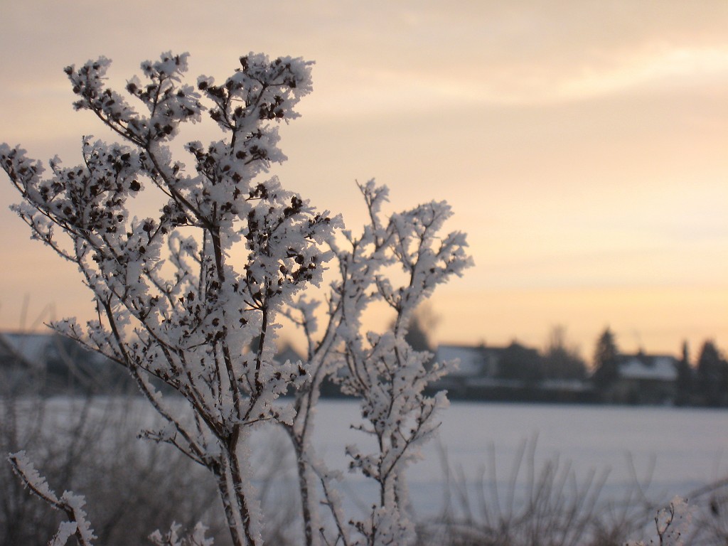 X_IMG_1888.JPG - Hoar frost and snow