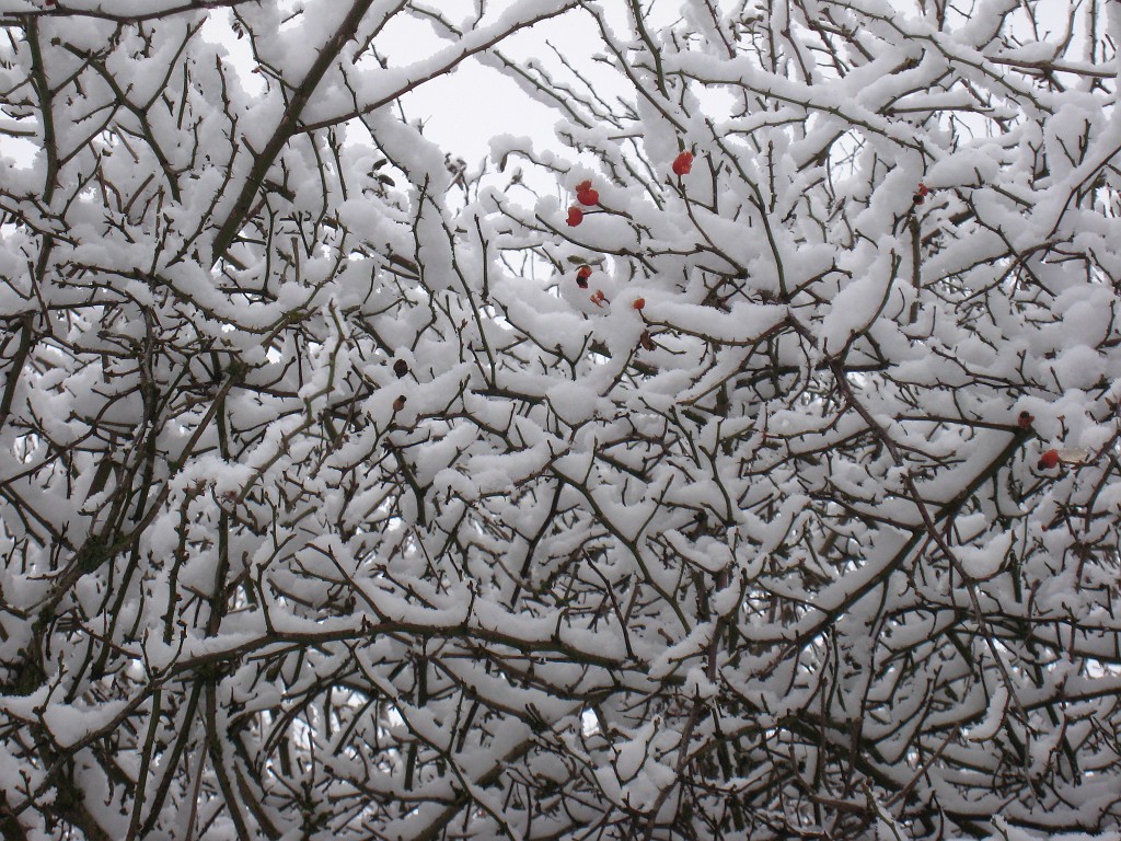 X_IMG_1929.JPG - Bush in the snow