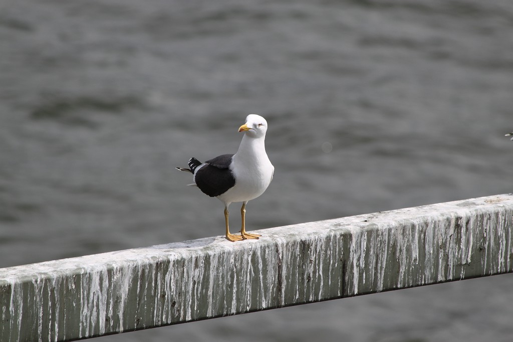 IMG_5146.JPG - Gull at Hohenzollernbrï¿½cke  http://en.wikipedia.org/wiki/Hohenzollernbr%C3%BCcke 