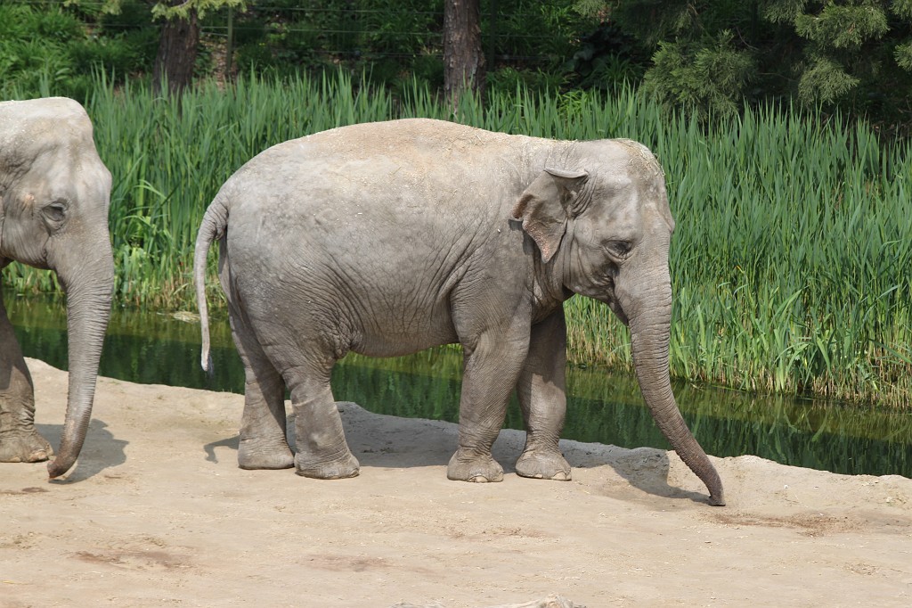 IMG_5568.JPG - Elephant