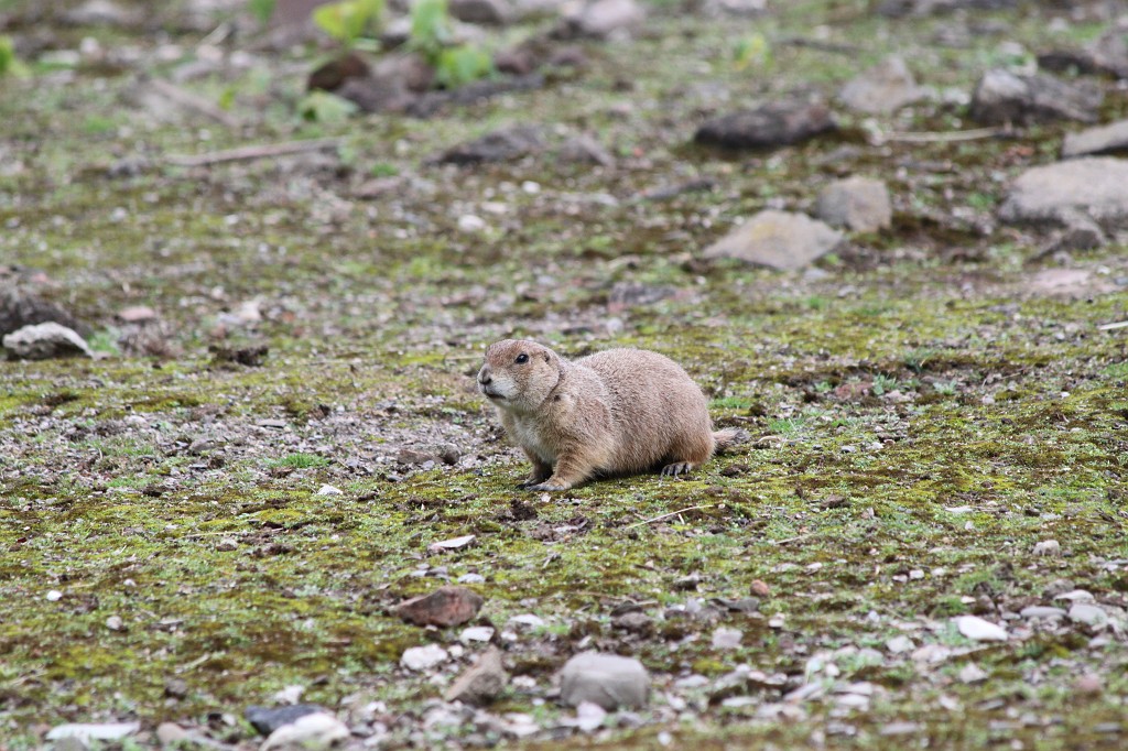 IMG_5590.JPG - Marmot  http://en.wikipedia.org/wiki/Marmot 