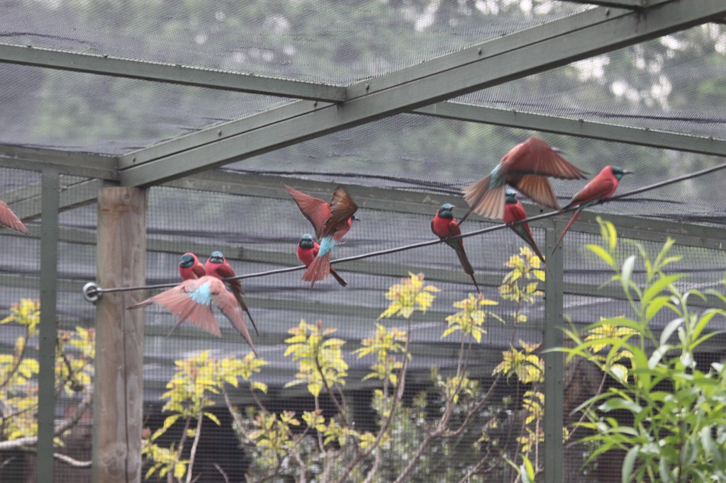 IMG_5598.JPG - Birds