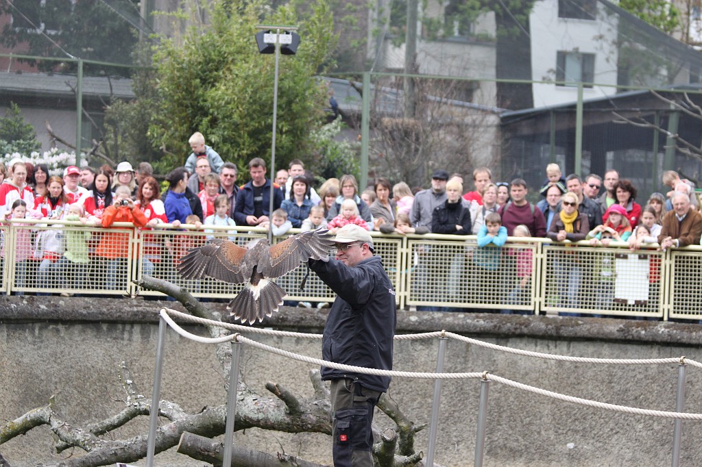 IMG_5631.JPG - bird of prey flight show