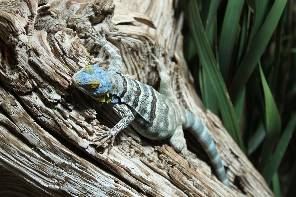 IMG_5753.JPG - Lizard