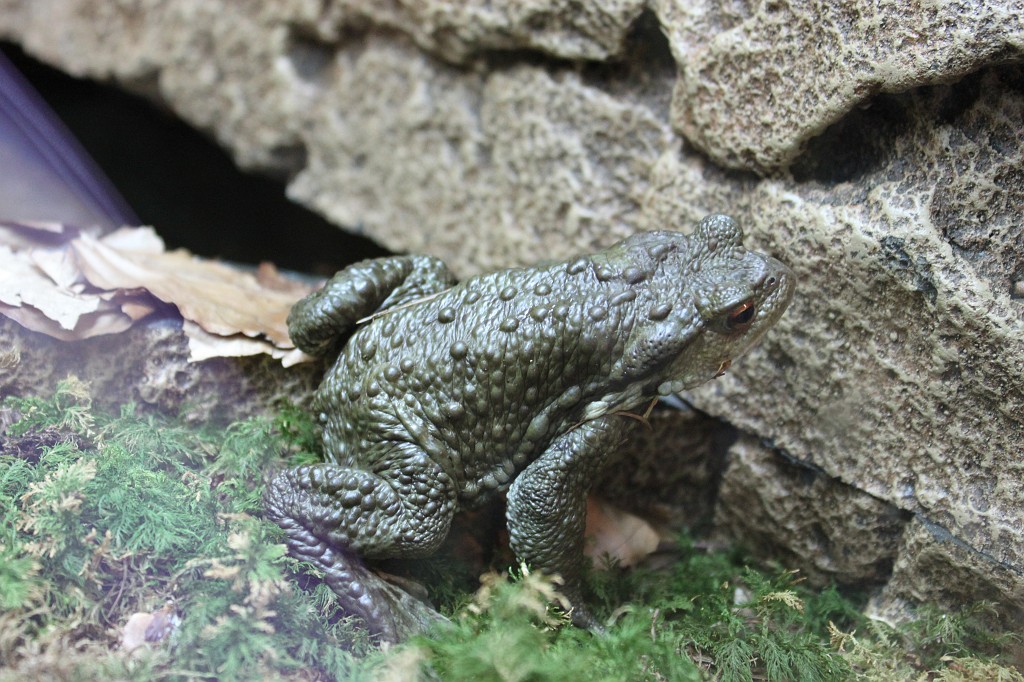 IMG_5759.JPG - Toad