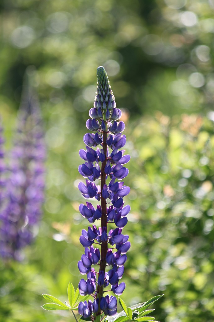 IMG_6099.JPG - Lupins  http://en.wikipedia.org/wiki/Lupin 