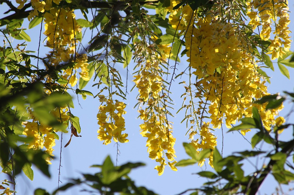 IMG_6116.JPG - Golden Chain  http://en.wikipedia.org/wiki/Laburnum 