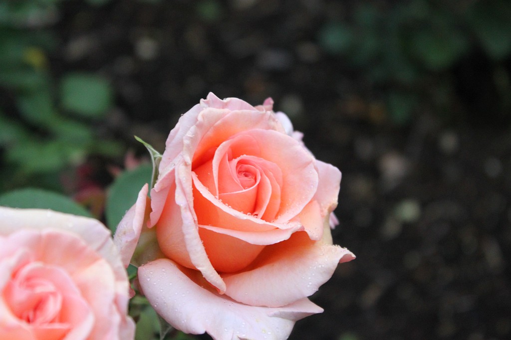 IMG_6142.JPG - Roses