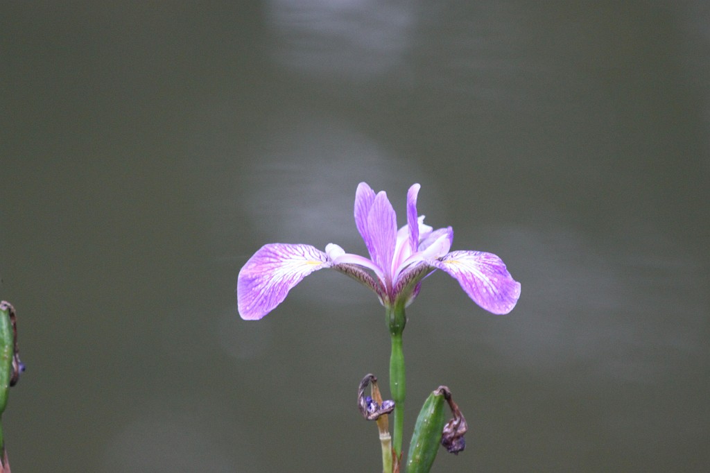 IMG_6145.JPG - Iris  http://en.wikipedia.org/wiki/Iris_(plant) 