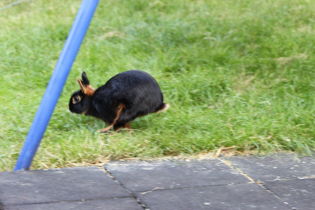 IMG_6375.JPG - Daisy