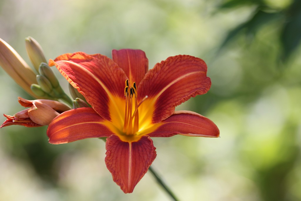 IMG_6382.JPG - Flower