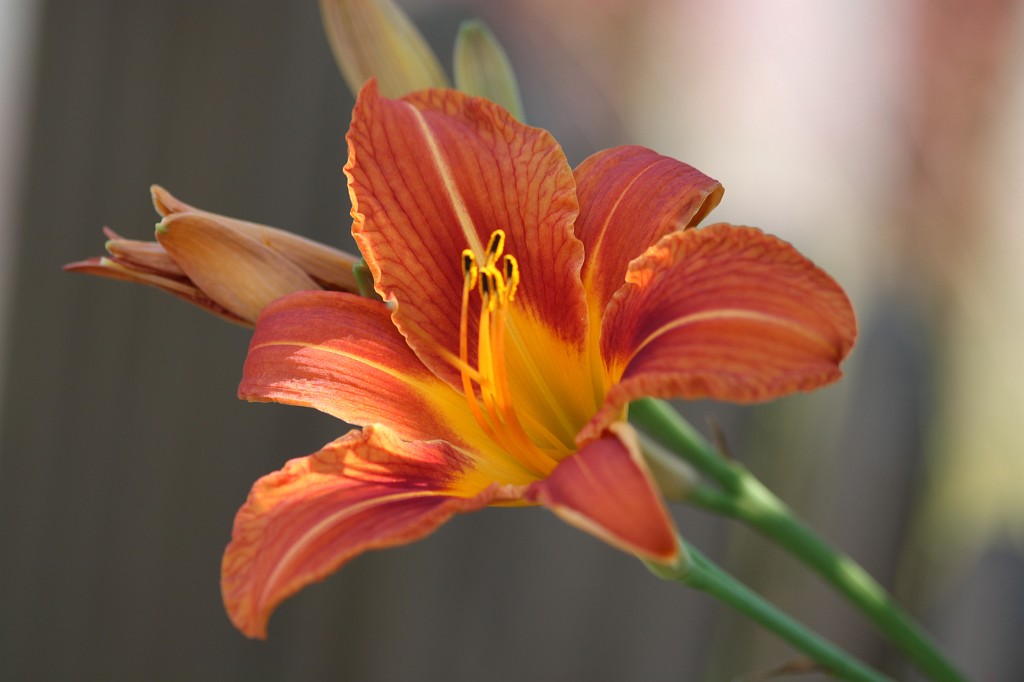 IMG_6386.JPG - Flower