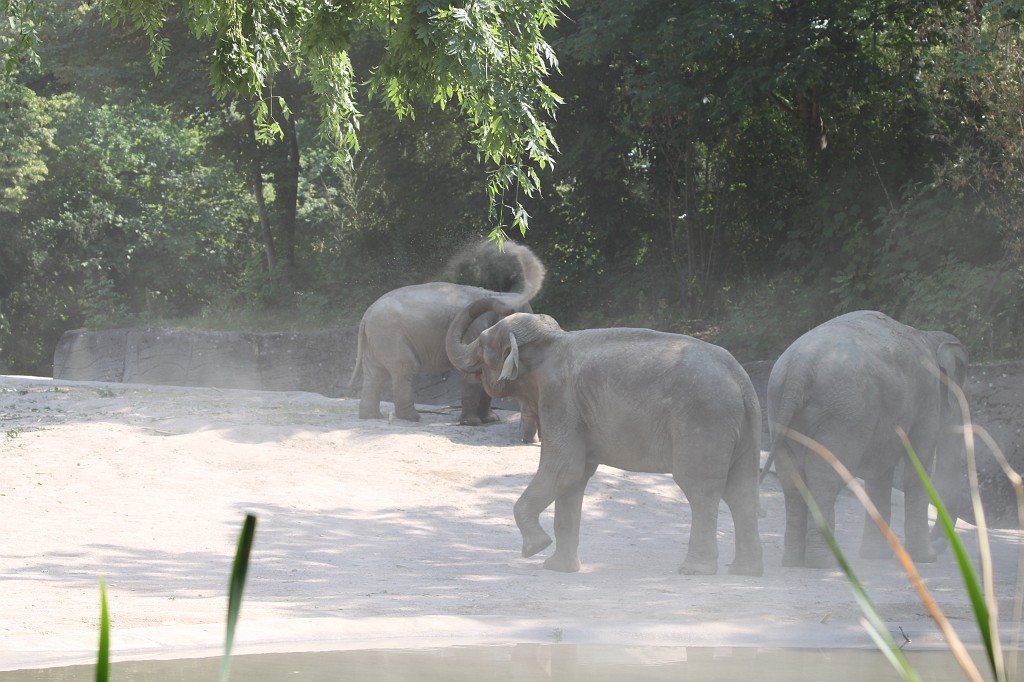 IMG_6473.JPG - Elefant in Tierpark Hagenbeck  http://en.wikipedia.org/wiki/Tierpark_Hagenbeck 