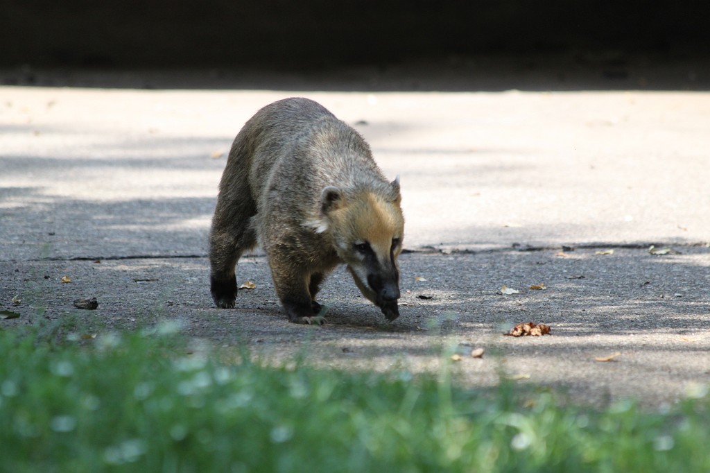 IMG_6480.JPG - Tierpark Hagenbeck  http://en.wikipedia.org/wiki/Tierpark_Hagenbeck 