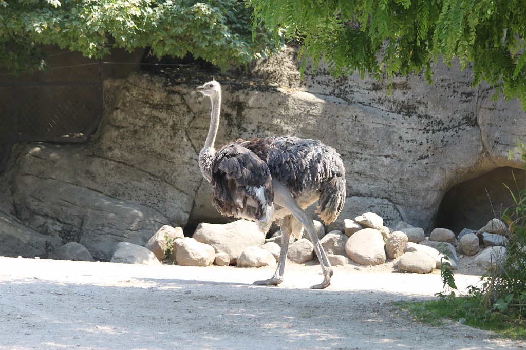 IMG_6504.JPG - Ostrich in Tierpark Hagenbeck  http://en.wikipedia.org/wiki/Tierpark_Hagenbeck 