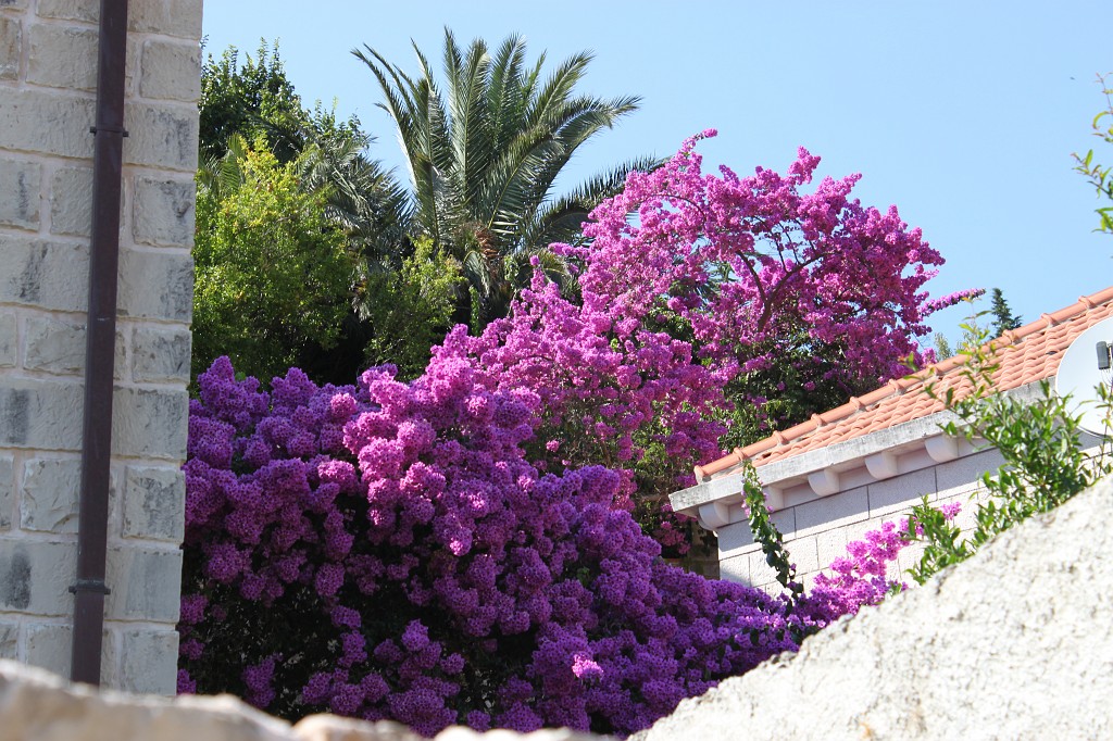 IMG_6587.JPG - Syringa in Cavtat