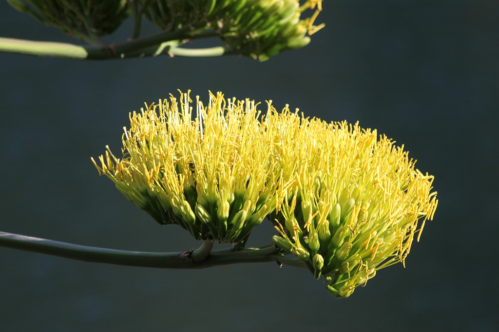 IMG_6675.JPG - Agave americana (century plant) in bloom  http://en.wikipedia.org/wiki/Agave 