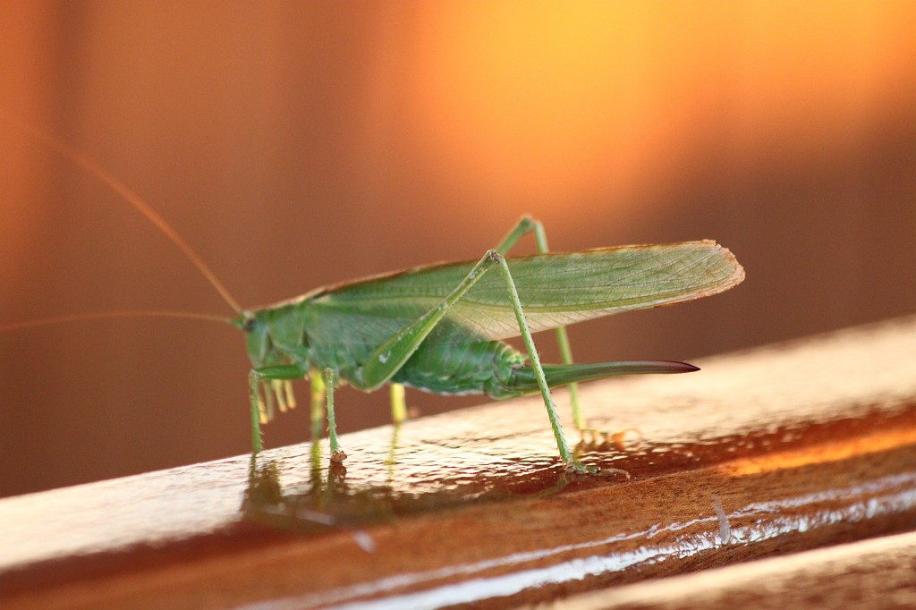 IMG_6695.JPG - Grashopper  http://en.wikipedia.org/wiki/Grasshopper  on board of our ship Otac Nikola  http://otac-nikola.com/page/ship_en.html 