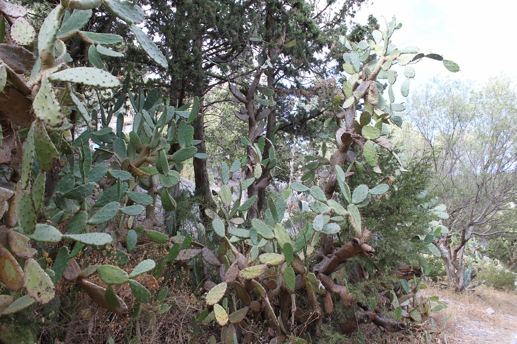 IMG_6751.JPG - Cactus maybe a Opuntia ficus-indica  http://en.wikipedia.org/wiki/Opuntia_ficus-indica . In the lower half a little bit to the right it looks like a horse.