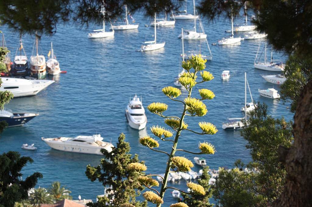 IMG_6780.JPG - Blooming Agave  http://en.wikipedia.org/wiki/Agave  above Hvar city port  http://en.wikipedia.org/wiki/Hvar_(city) 