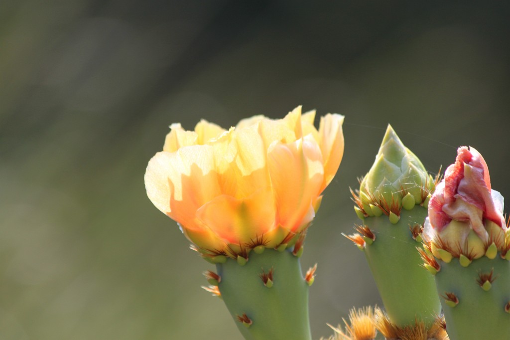 IMG_7463.JPG - Blooming cactus maybe a Opuntia ficus-indica